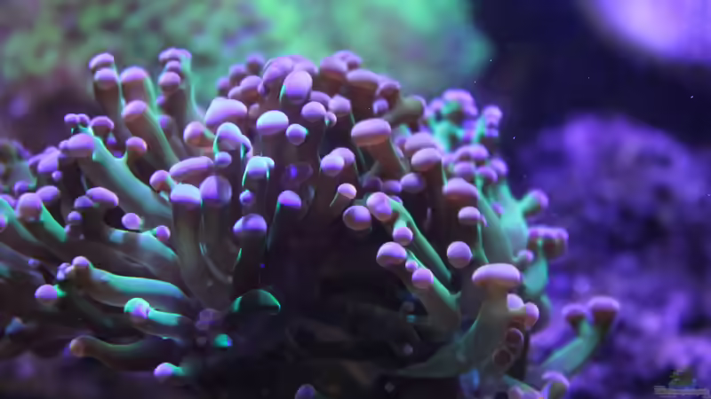 Pflanzen im Aquarium Becken 29062 von die Perle... (10)