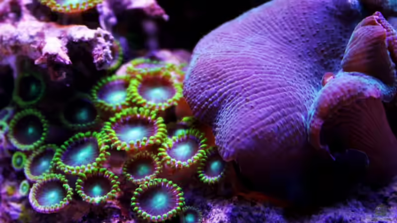 Pflanzen im Aquarium Becken 29062 von die Perle... (12)