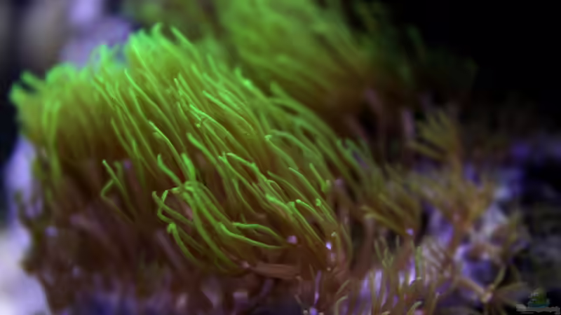 Pflanzen im Aquarium Becken 29062 von die Perle... (13)