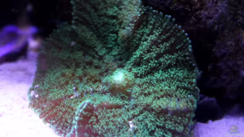 Pflanzen im Aquarium Becken 29062 von die Perle... (15)