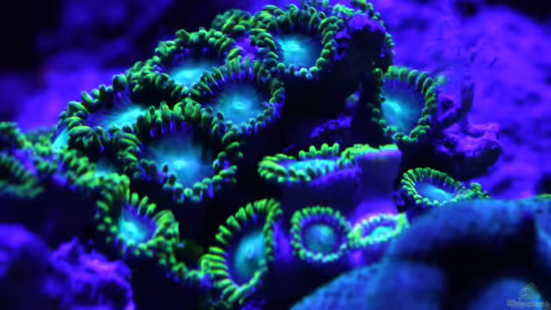 Pflanzen im Aquarium Becken 29062 von die Perle... (16)