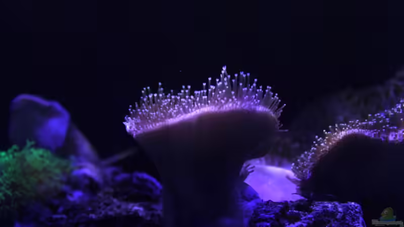 Pflanzen im Aquarium Becken 29062 von die Perle... (18)