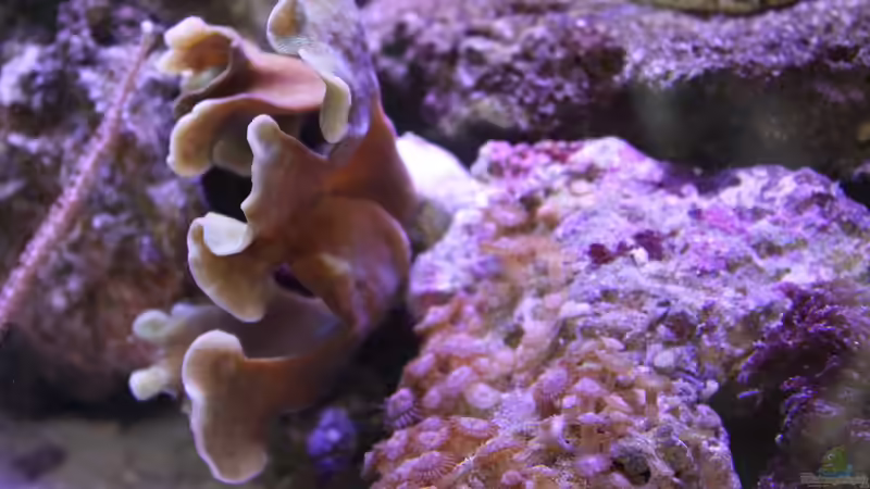 Pflanzen im Aquarium Becken 29062 von die Perle... (20)