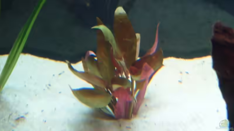 Pflanzen im Aquarium Becken 2911 von Robert Kolovrat (10)