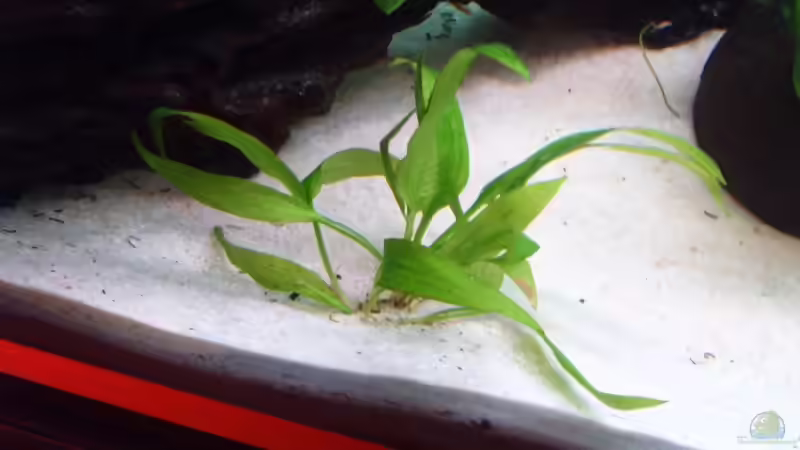 Pflanzen im Aquarium Becken 2911 von Robert Kolovrat (9)