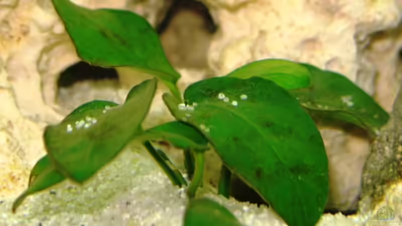 Pflanzen im Aquarium Becken 2912 von Peter Kretschmer (3)