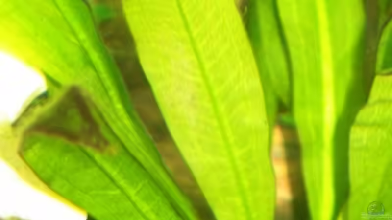 Pflanzen im Aquarium Becken 2912 von Peter Kretschmer (5)