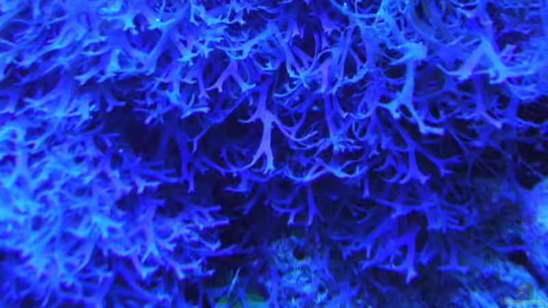 Pflanzen im Aquarium Becken 2918 von Felix Pahs (4)