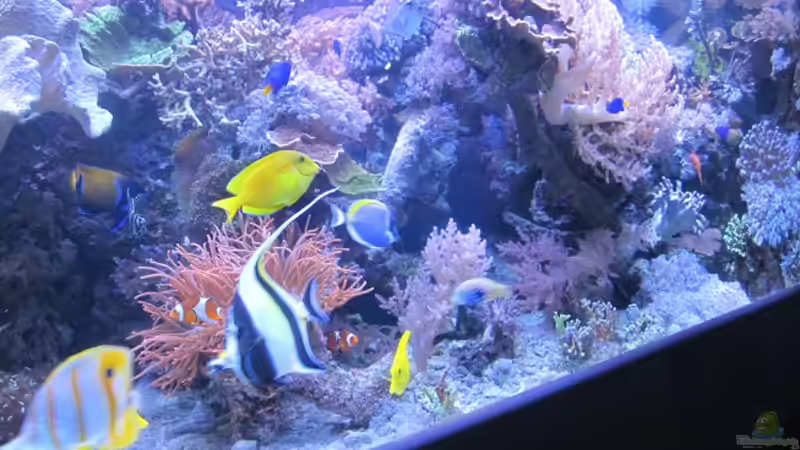 Pflanzen im Aquarium Becken 29195 von Andreas L (3)