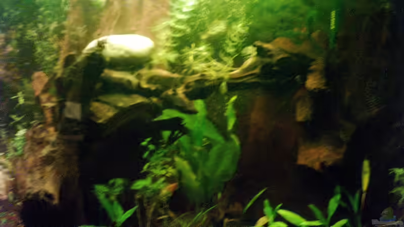 Pflanzen im Aquarium Becken 2923 von Heiko Rodegast (5)