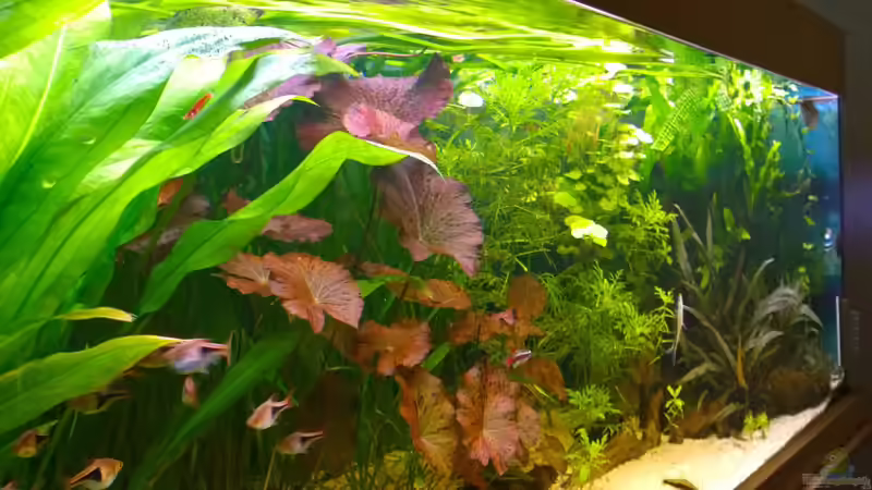 Pflanzen im Aquarium Becken 29347 von Hans-Walter Bandt (20)