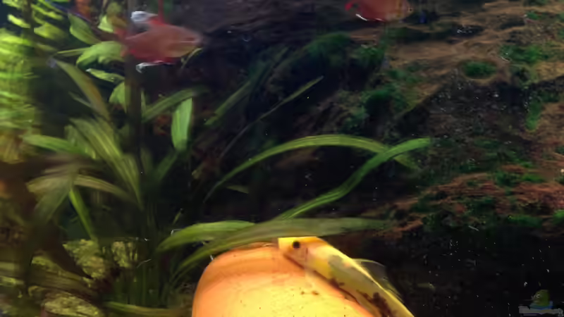 Pflanzen im Aquarium Becken 29458 von Muschelherz (3)