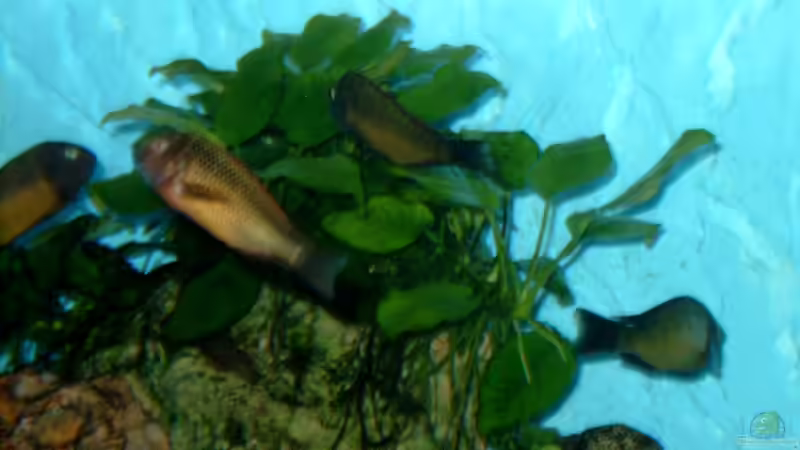 Pflanzen im Aquarium Becken 295 von Carsten Heinen (2)