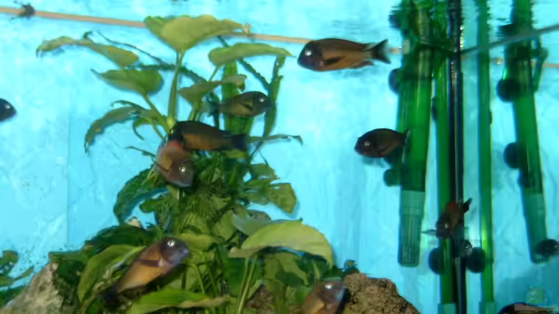 Pflanzen im Aquarium Becken 295 von Carsten Heinen (3)