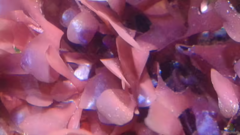 Pflanzen im Aquarium Becken 29578 von Toni (3)