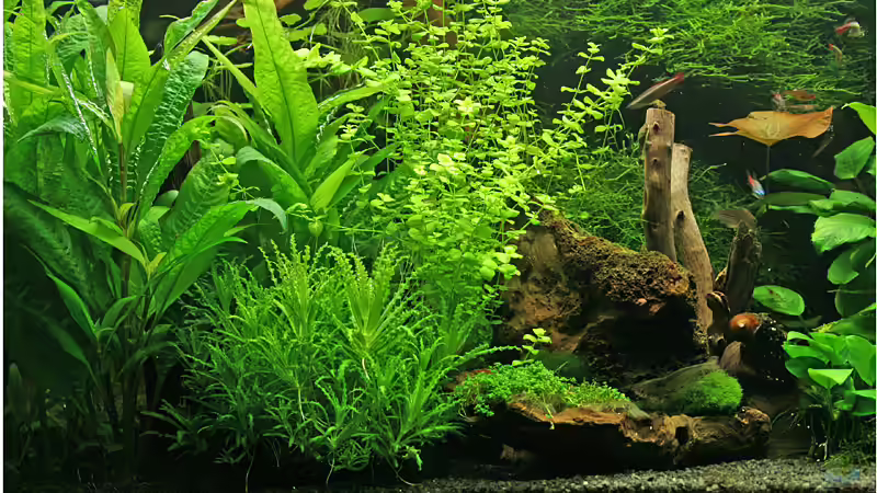 Pflanzen im Aquarium Becken 2964 von Volker Schuldes (4)