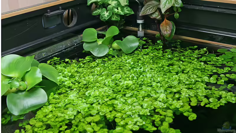 Pflanzen im Aquarium Becken 2964 von Volker Schuldes (6)