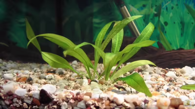 Pflanzen im Aquarium Becken 2968 von Heiko Mietz (5)