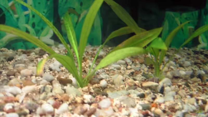 Pflanzen im Aquarium Becken 2968 von Heiko Mietz (6)