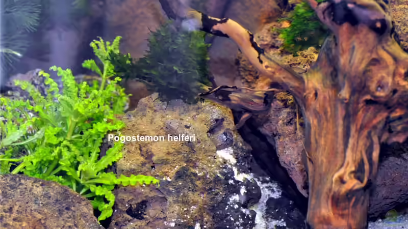 Pflanzen im Aquarium Becken 29837 von Niederrain (5)