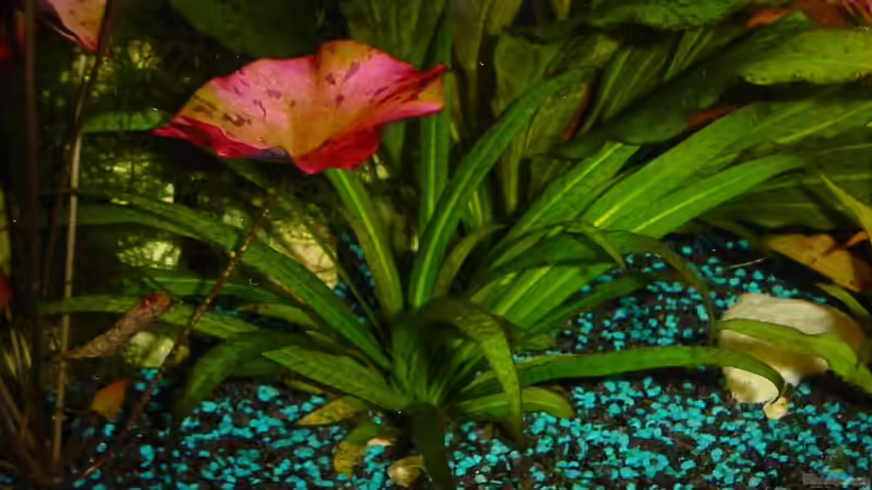 Pflanzen im Aquarium Becken 3003 von Sabine Stark (14)