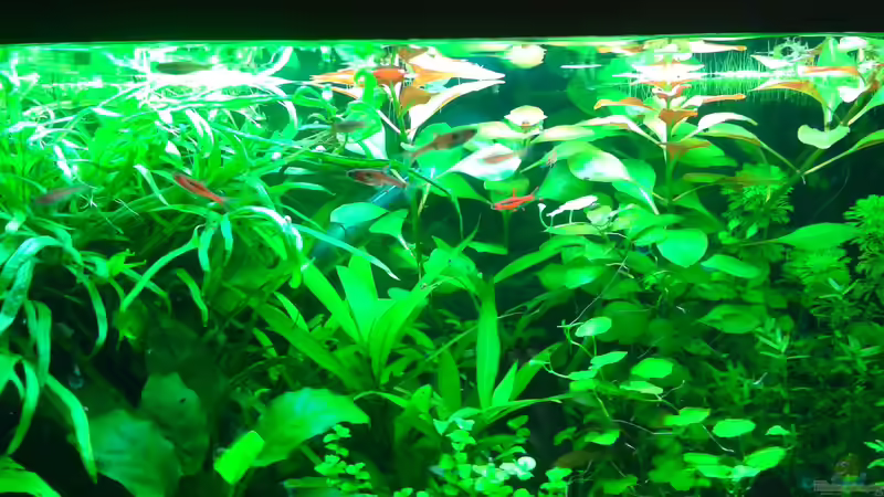 Pflanzen im Aquarium Becken 30116 von cafesoleil (2)