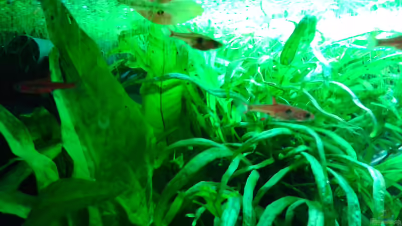 Pflanzen im Aquarium Becken 30116 von cafesoleil (5)