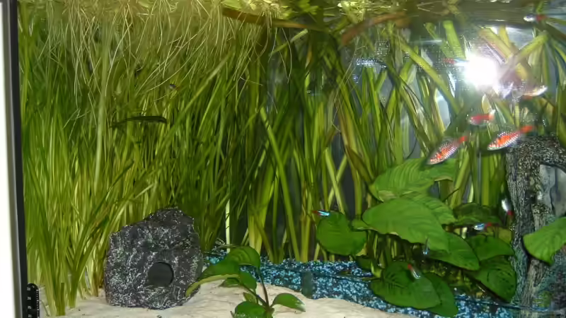 Pflanzen im Aquarium Becken 3013 von Ute Dömelt (4)