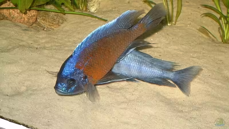 Pflanzen im Aquarium Becken 3042 von Sandra Bäumgen (6)