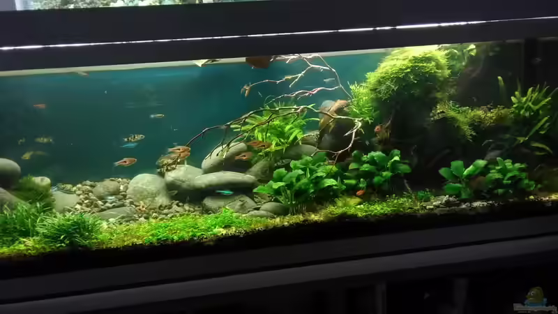 Pflanzen im Aquarium Becken 30484 - Das Morgenbecken - von Grünhexe (126)