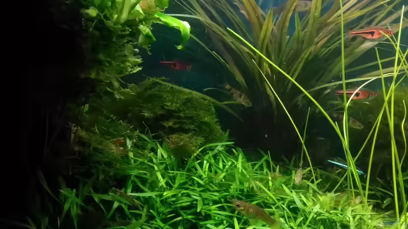 Pflanzen im Aquarium Becken 30484 - Das Morgenbecken - von Grünhexe (137)