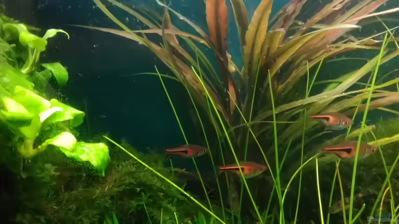 Pflanzen im Aquarium Becken 30484 - Das Morgenbecken - von Grünhexe (140)