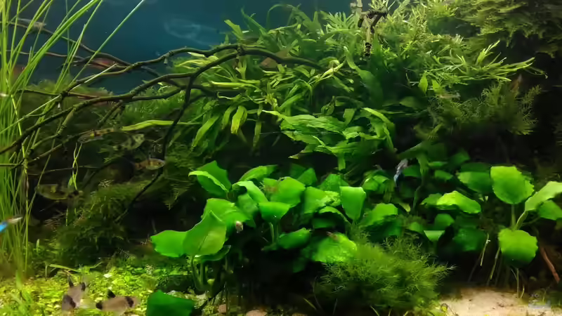 Pflanzen im Aquarium Becken 30484 - Das Morgenbecken - von Grünhexe (141)