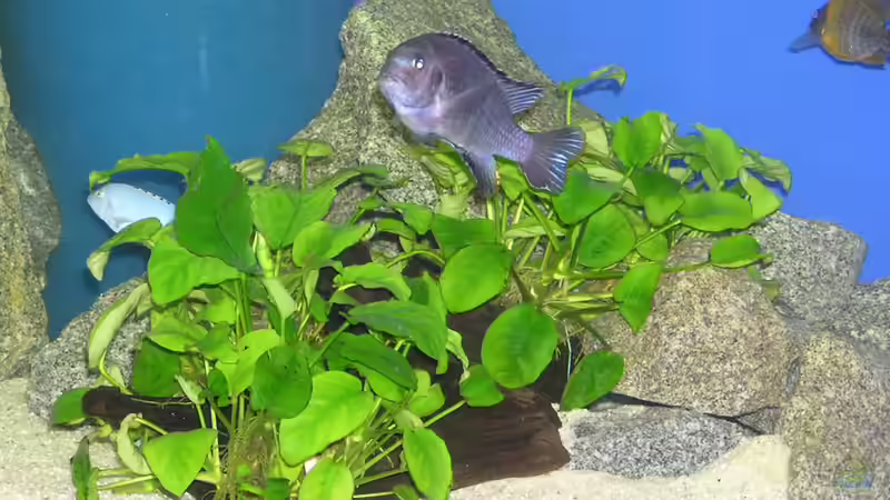 Pflanzen im Aquarium Becken 305 von Alexander Steinkellner (5)