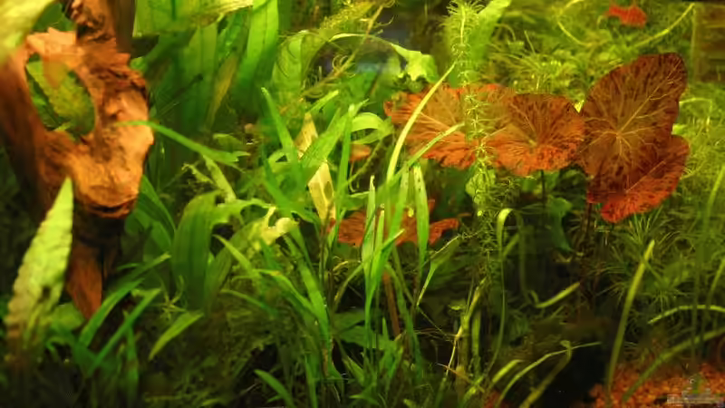 Pflanzen im Aquarium Becken 3056 von Kamenko (22)