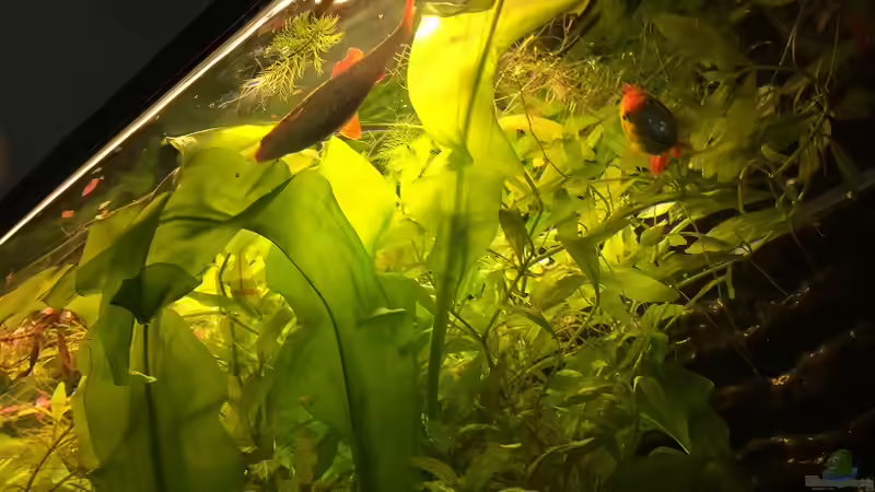 Pflanzen im Aquarium Becken 30604 von Mesmerize (3)