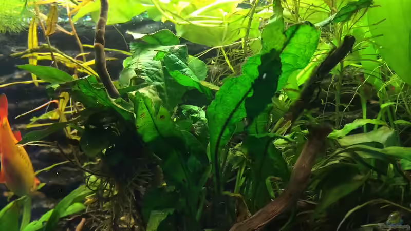 Pflanzen im Aquarium Becken 30604 von Mesmerize (4)