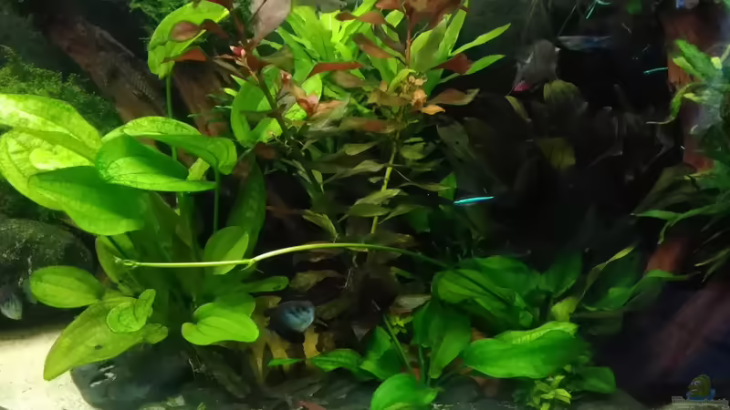 Pflanzen im Aquarium Becken 30620 - Innerer Frieden von Grünhexe (130)