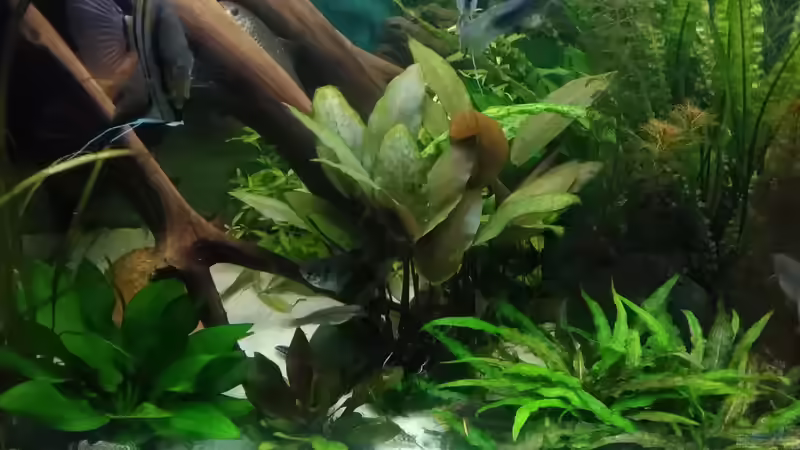 Pflanzen im Aquarium Becken 30620 - Innerer Frieden von Grünhexe (134)