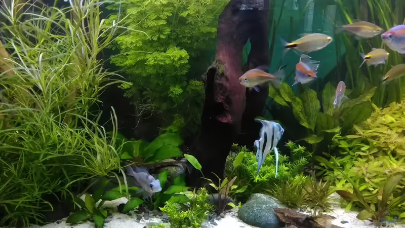 Pflanzen im Aquarium Becken 30620 - Innerer Frieden von Grünhexe (135)