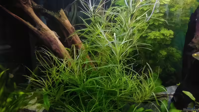 Pflanzen im Aquarium Becken 30620 - Innerer Frieden von Grünhexe (145)