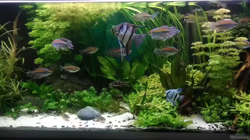 Pflanzen im Aquarium Becken 30620 - Innerer Frieden von Grünhexe (148)