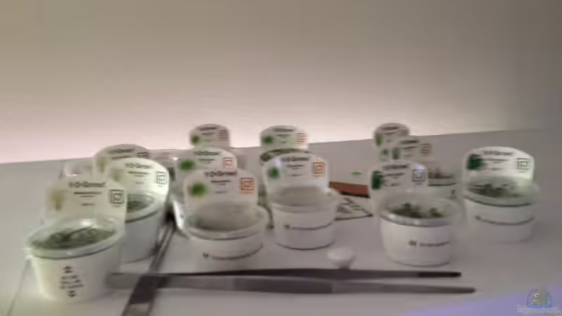 Pflanzen im Aquarium Becken 30681 von Olle696 (10)