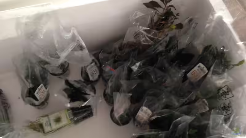 Pflanzen im Aquarium Becken 30681 von Olle696 (9)