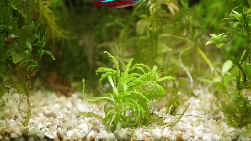 Pflanzen im Aquarium Becken 30769 von Nobody (21)