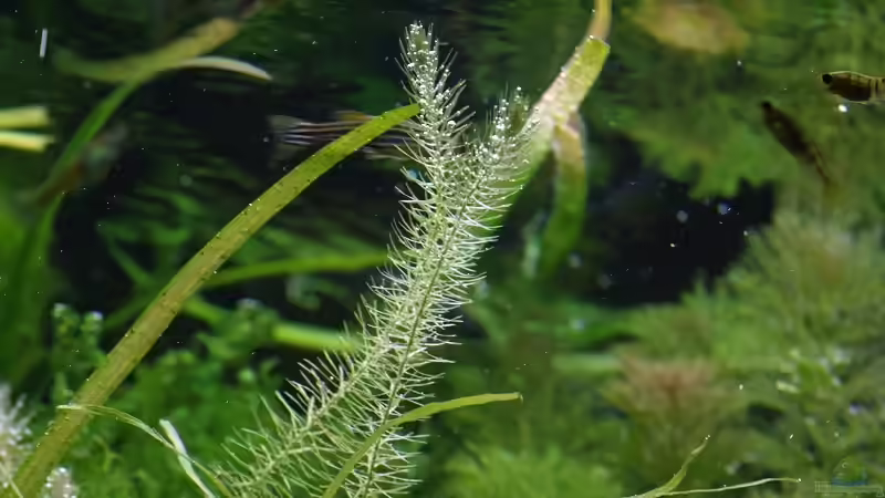 Pflanzen im Aquarium Becken 30769 von Nobody (23)