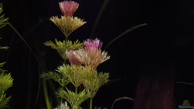 Pflanzen im Aquarium Becken 30769 von Nobody (24)