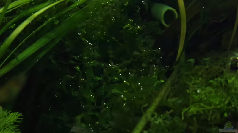 Pflanzen im Aquarium Becken 30769 von Nobody (25)