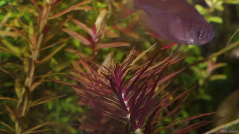 Pflanzen im Aquarium Becken 30769 von Nobody (26)