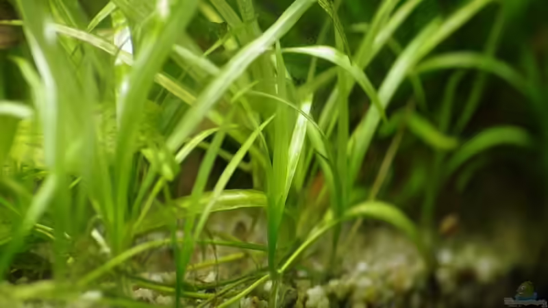 Pflanzen im Aquarium Becken 30769 von Nobody (28)